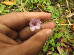 Geranium holosericeum