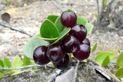 Macleania cordifolia