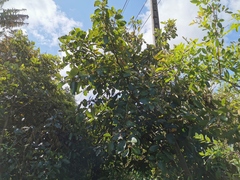 Angiospermae