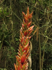 Tillandsia pastensis