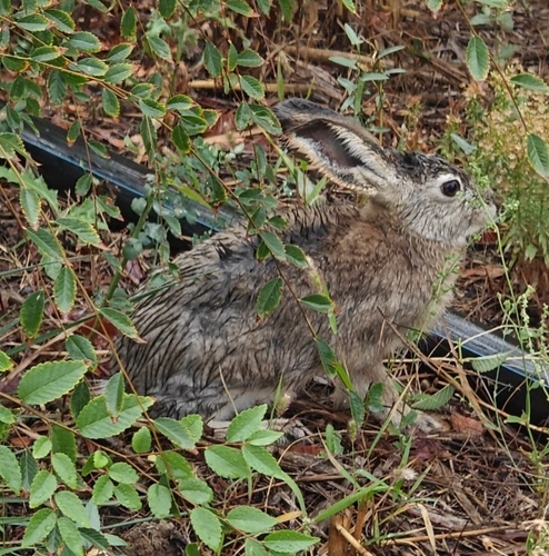 Tolai Hare
