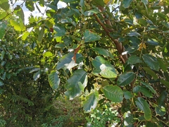 Angiospermae