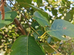 Angiospermae