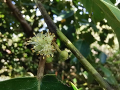 Angiospermae