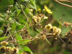 Munnozia senecionidis