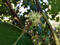 Angiospermae