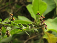 Alloispermum