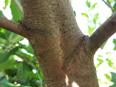 Angiospermae