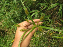 Cyperus hermaphroditus