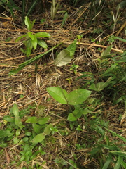Oligactis sessiliflora