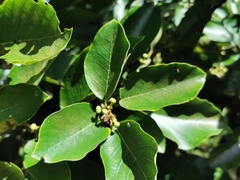 Litsea monopetala