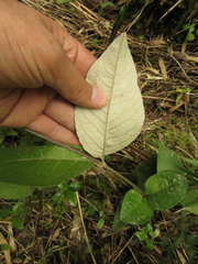 Oligactis sessiliflora