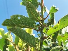 Litsea monopetala