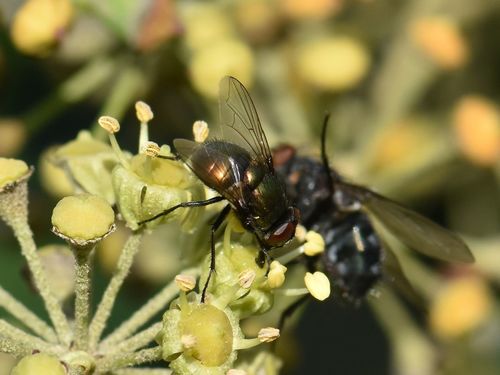 Small False Greenbottle, Groesbeek, Nederland, photo 4 of 10