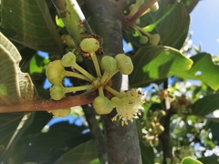 Litsea monopetala
