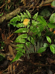 Pteris muricata