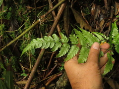 Pteris muricata