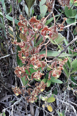 Cyrtochilum serratum
