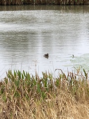 Podilymbus podiceps
