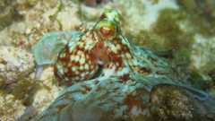 Octopus briareus
