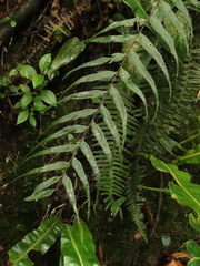Asplenium serra