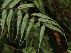 Asplenium serra