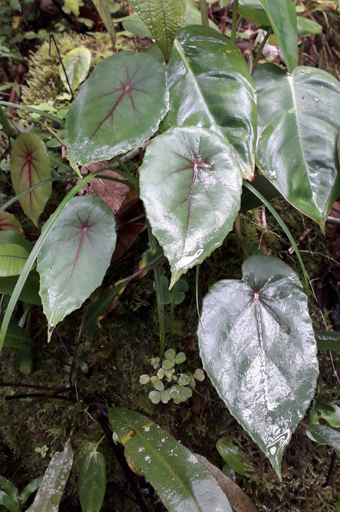 Begonia pululahuana
