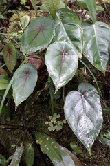 Begonia pululahuana