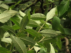 Lippia hirsuta