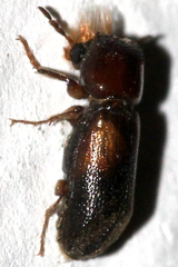 Scobicia chevrieri