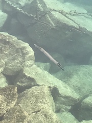 Aulostomus strigosus