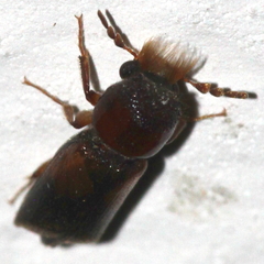 Scobicia chevrieri