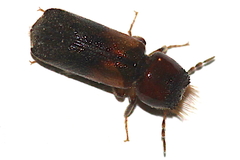 Scobicia chevrieri