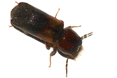 Scobicia chevrieri