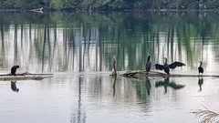 Phalacrocorax carbo