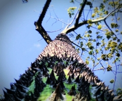 Ceiba pentandra