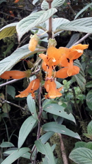 Columnea strigosa