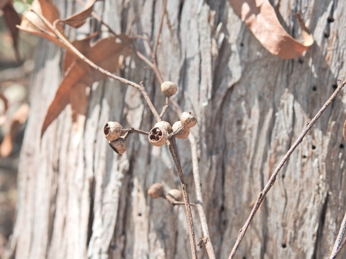 Eucalyptus uvida 2