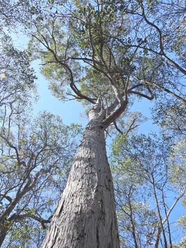 Eucalyptus uvida 3