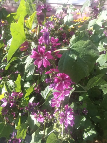 Petit Mauve 2