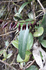Pleurothallis restrepioides