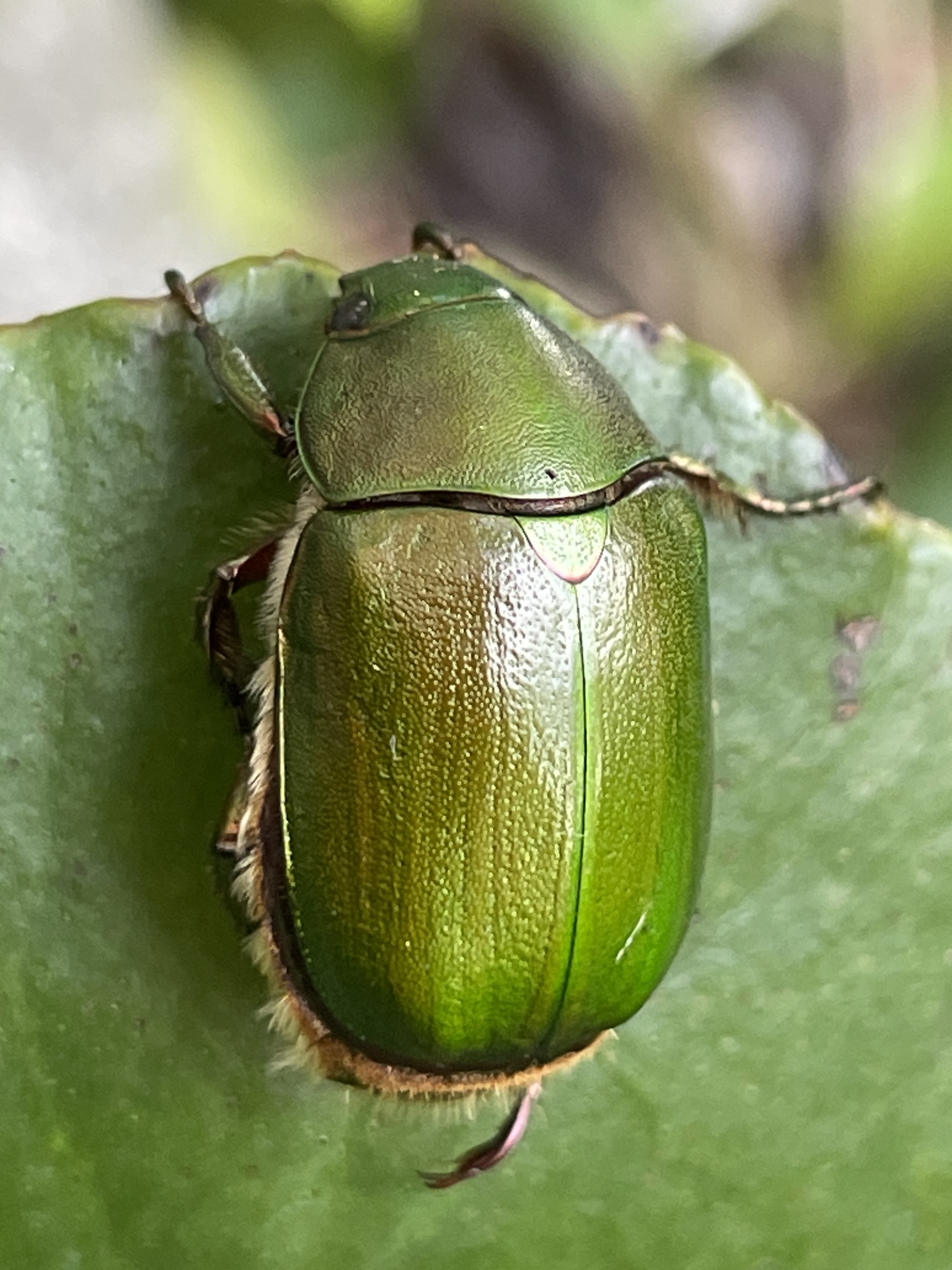 HELLOS Beetle TARP Chacoal greenカラー HELLOS Beetle TARP TAN カラー ポールセット - メルカリ