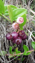 Macleania cordifolia