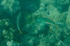 Stethojulis balteata