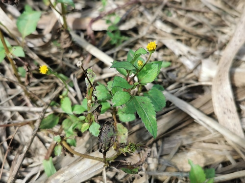 Bidens pilosa image