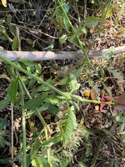 Iresine diffusa image