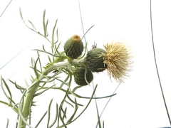 Cirsium pitcheri