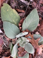 Verbascum thapsus