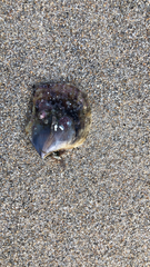 Pterioidea