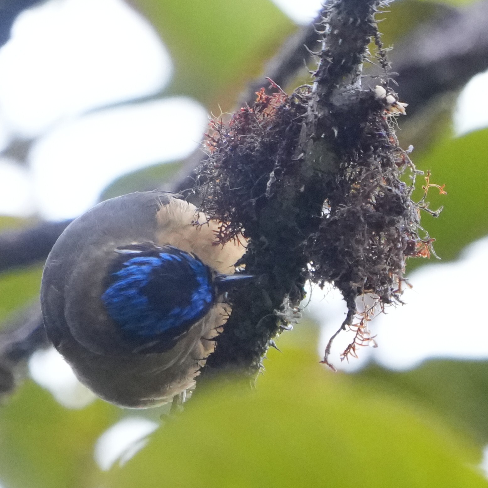 Blue-capped Ifrit (Ifrita kowaldi), photo 2